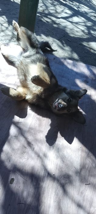 Отдам в добрые руки