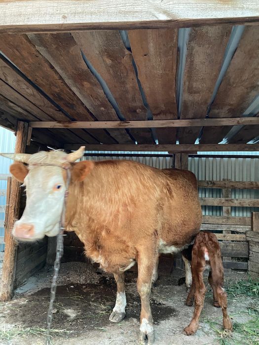 Қашар бұзауымен ұрғашы