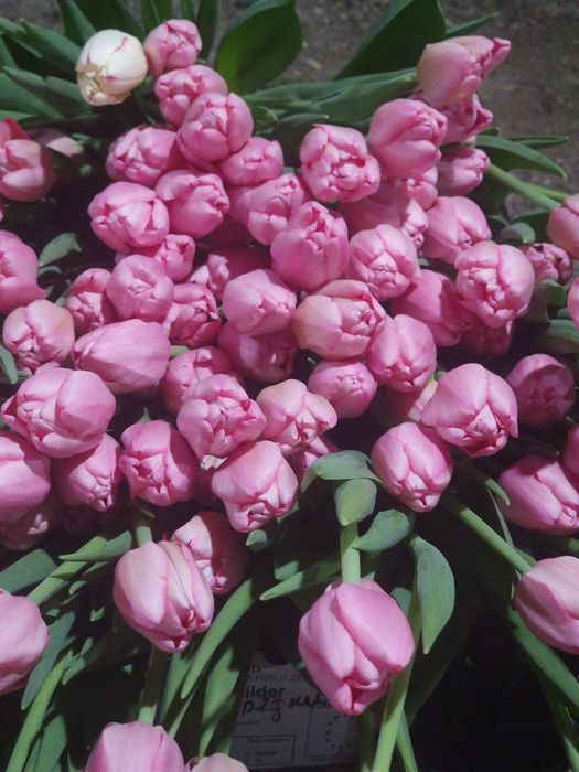 Тюльпаны отборнорные