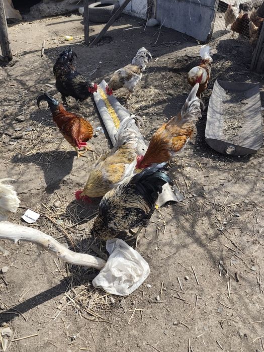 Продам петушков молодняк