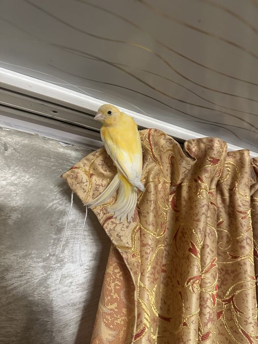 Продам кенора