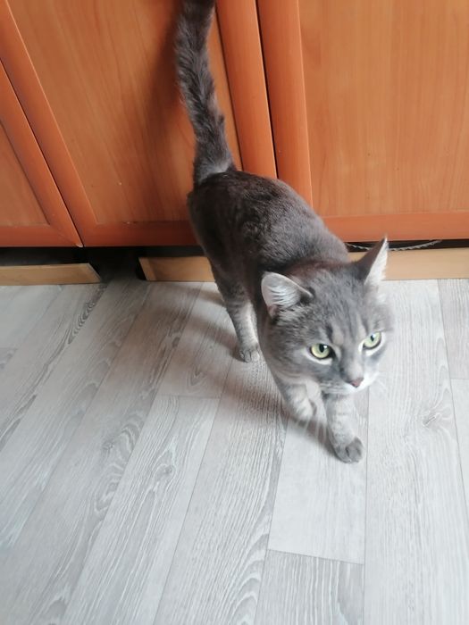 !!!Срочно!!! Отдам в добрые руки кота.