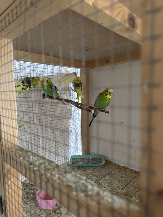 Вълнести папагали