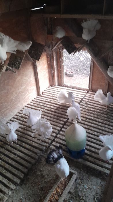 Porumbei curcanari albi