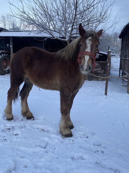 Vand manz  bihor de 2 ani la primavara