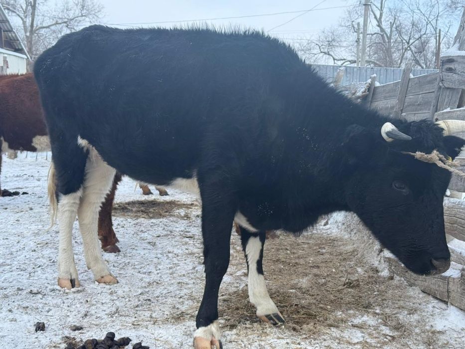 Корова продаются