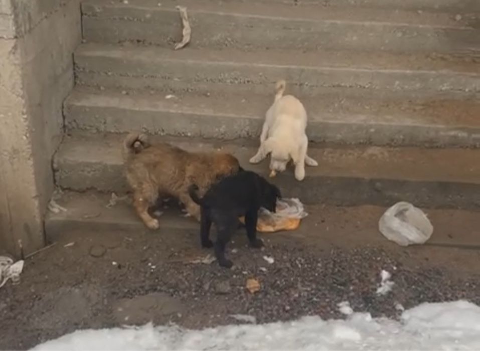 Щенки в хорошие руки  (даром)