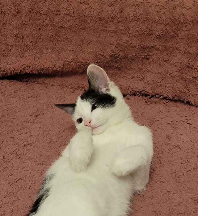 Котёнок-мальчик, 4 мес.