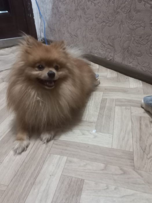 Предлагается для вязки кабель померанского шпица мини