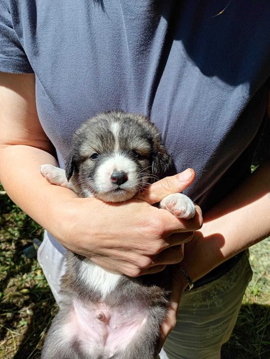 Ofer spre adoptie catei 2 luni, talie medie, oriunde in tara.