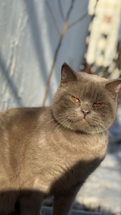 Отдам кота, ищу дом для кота