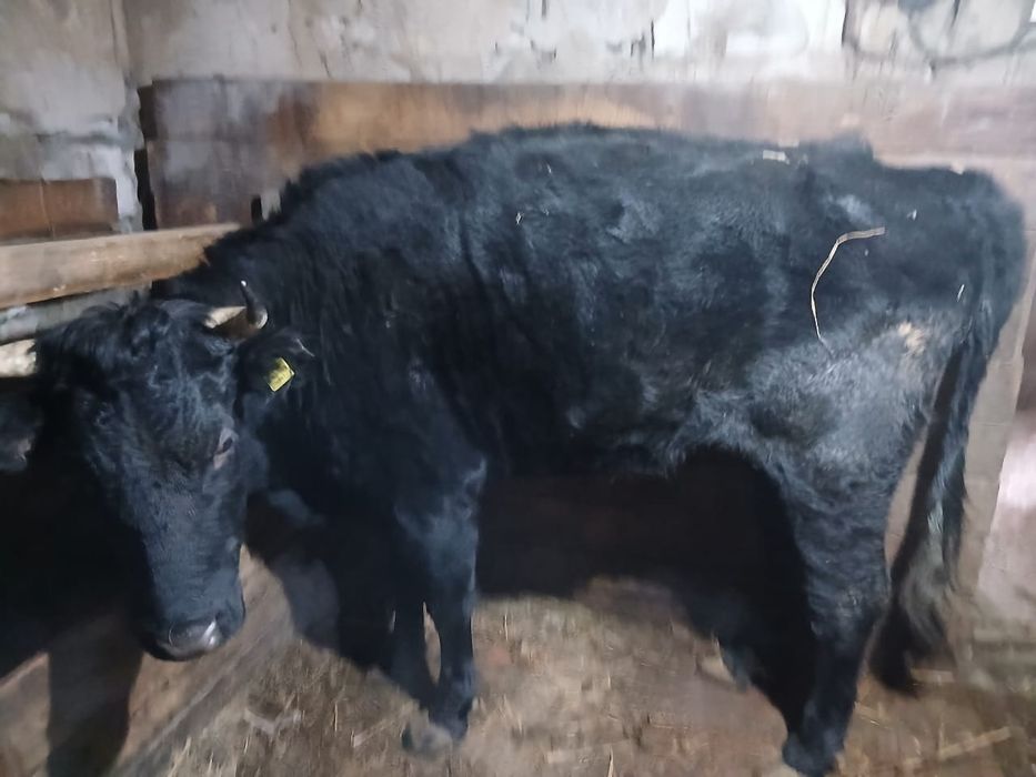 Продам с откорма тёлочек