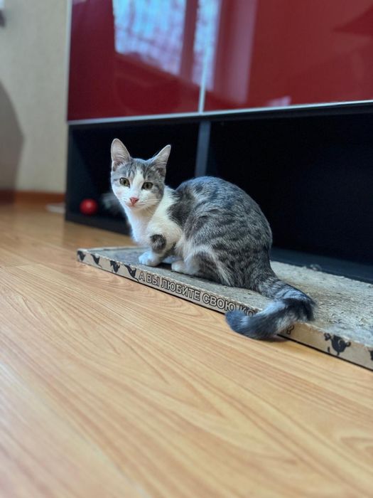 Отдадим кота в заботливые руки