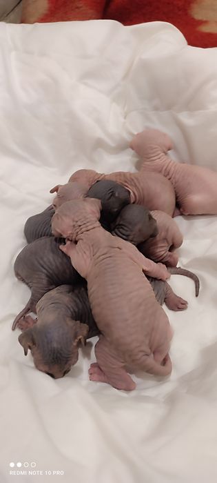 Канадский сфинкс Бронирование!