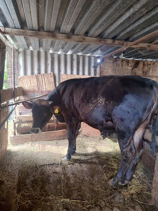 Продам участок и дом