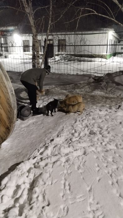 Бесплатно собачки