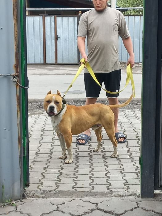 Продам Питбуля  или обменяю