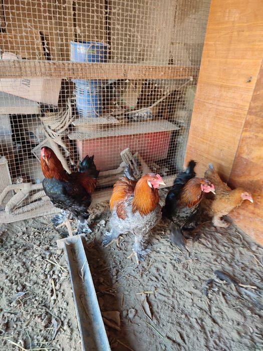 Жас кораздар 3штук