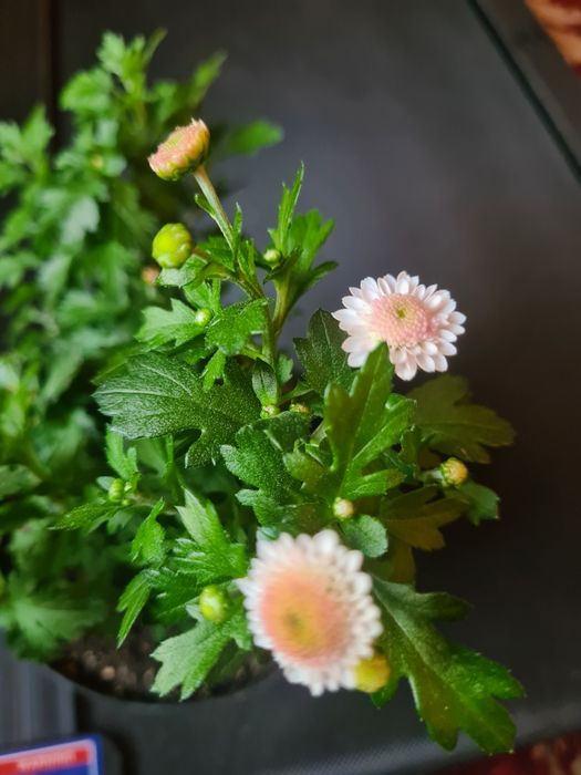 Комнатные растения