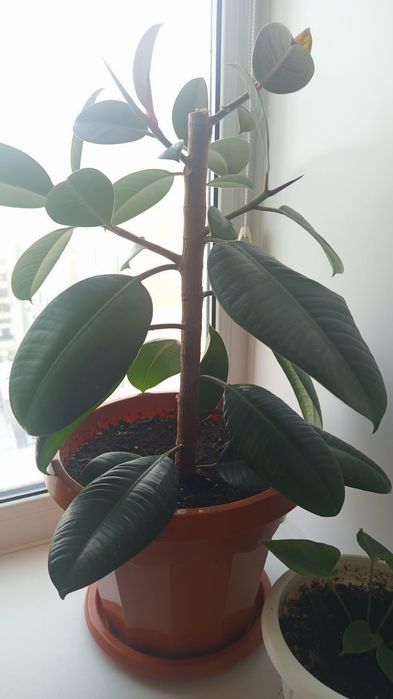 Продам комнатные цветы