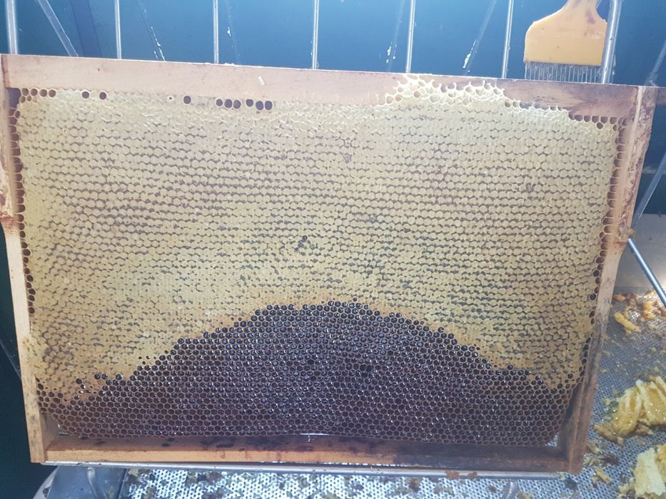 Matci carnica împerecheate in controlat in zona izolata de munte