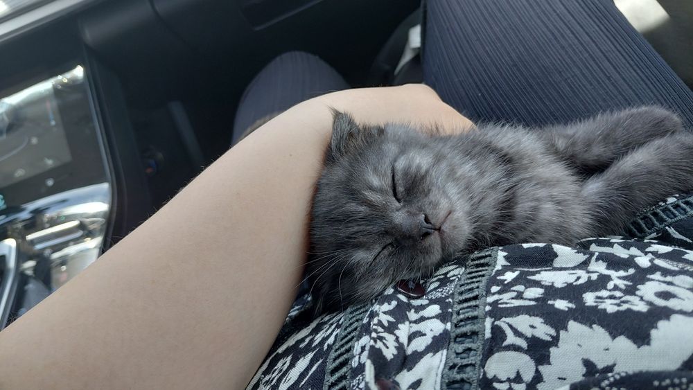 Продам породитсого котенкв