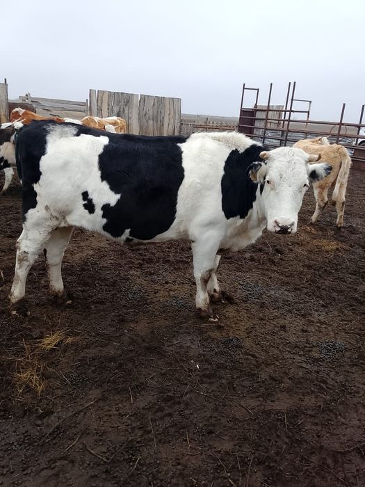 Продам телку молочной породы