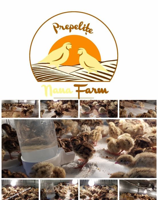 Oua de prepelita pentru incubat.