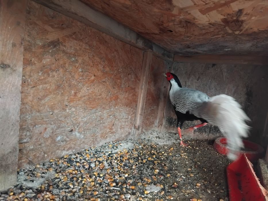 Fazan argintiu 2 ani