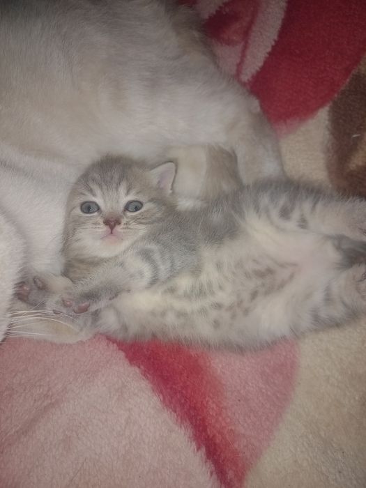 Чистопородные котята!!!