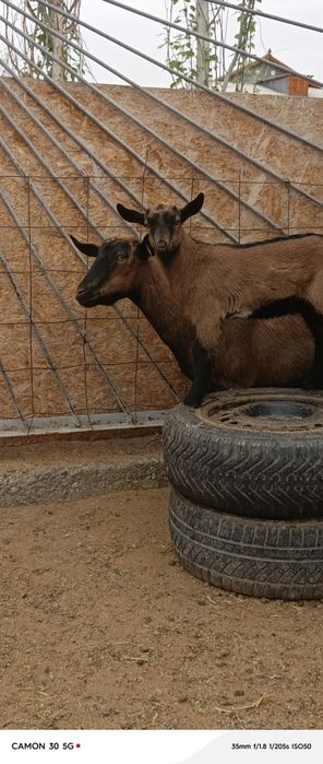 Еркек, ұрғашы лақтар сатылады