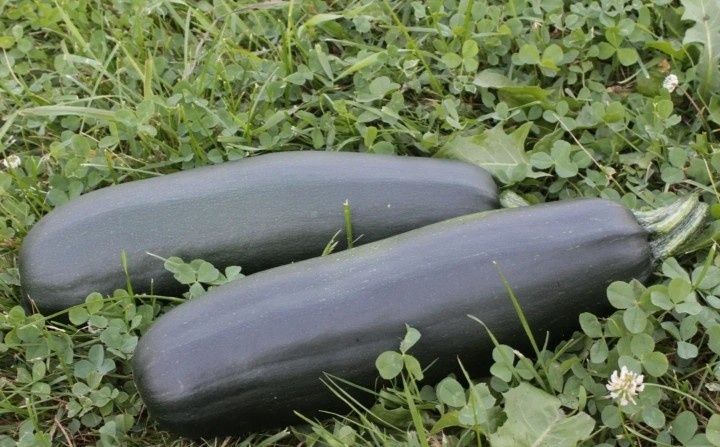 Продам КАБАЧКИ и ЯБЛОЧКИ на компот