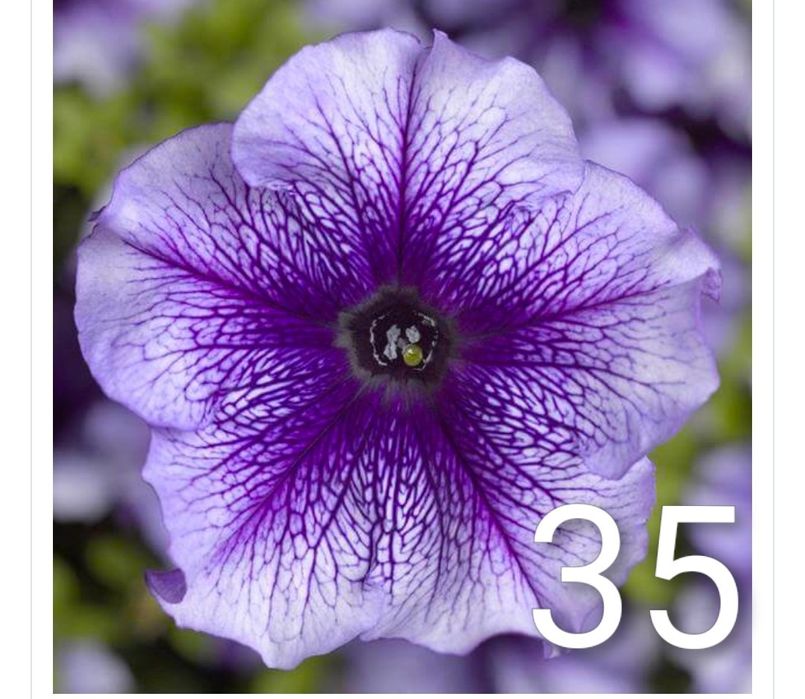 Продам рассаду петунии, грандифлора.