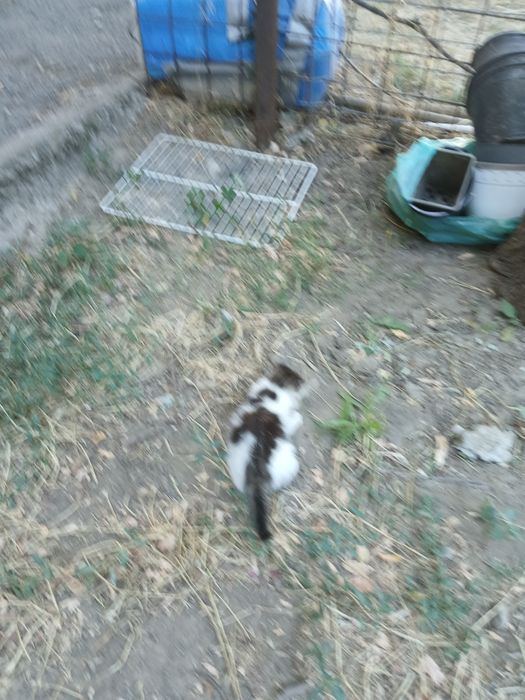 Un pisoi dragalas pentru adoptie