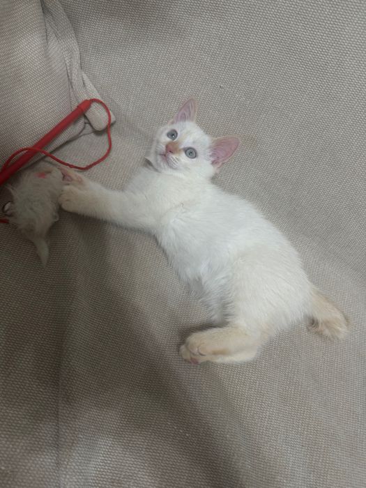 Отдается котенок (мальчик) 2 месяца