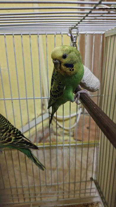 Pasari tinere colorate