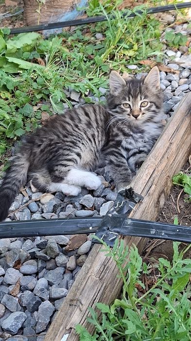Милые котята,ждут тебя!
