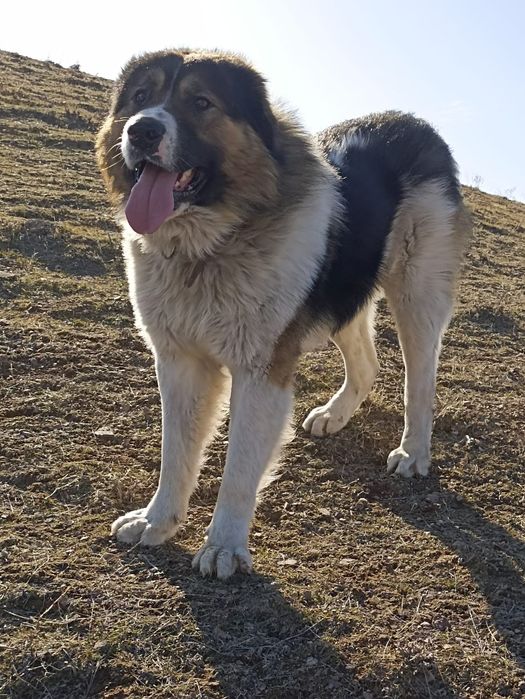 Тобет, кобель 1,5 года