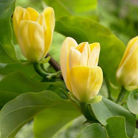 Magnolia Yellow Bird  la Ghiveci