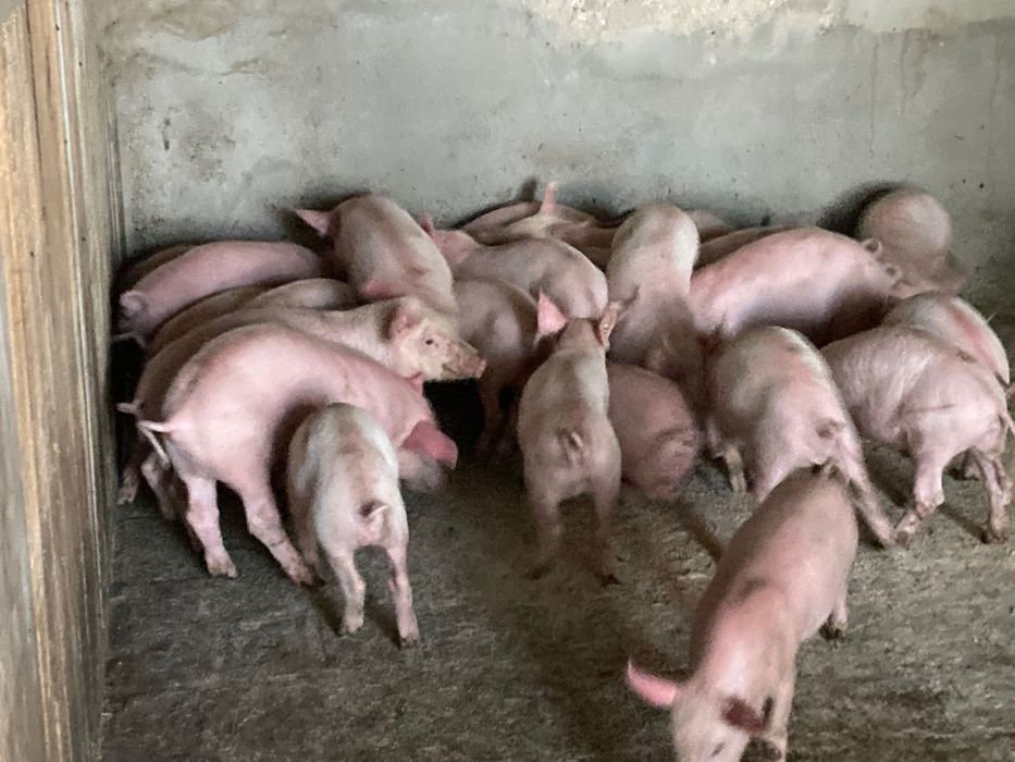 Продавам малки прасенца
