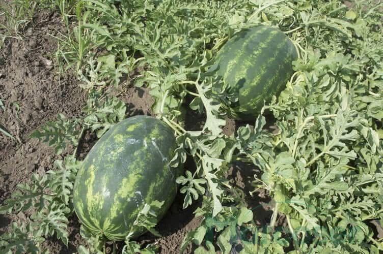 LUBENIȚĂ de Periam Judetul Timiș