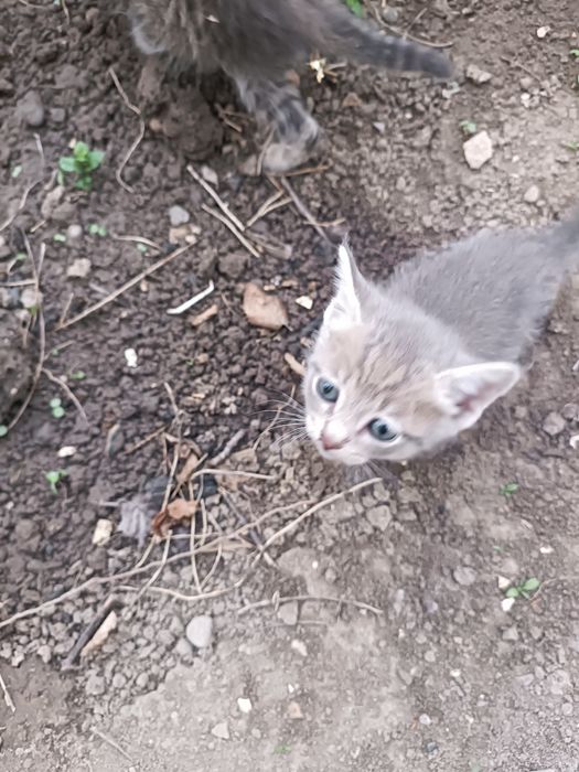 Котята, бесплатно.