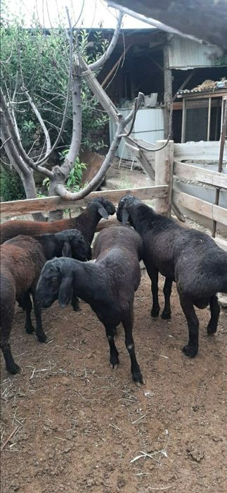 Курбонликка куй кучкор (баран) 90 000