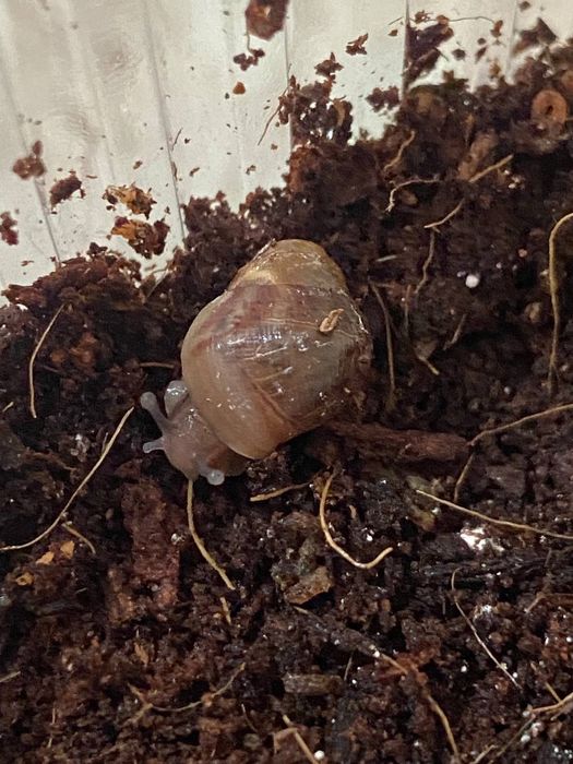 Продам улиток Ахатины