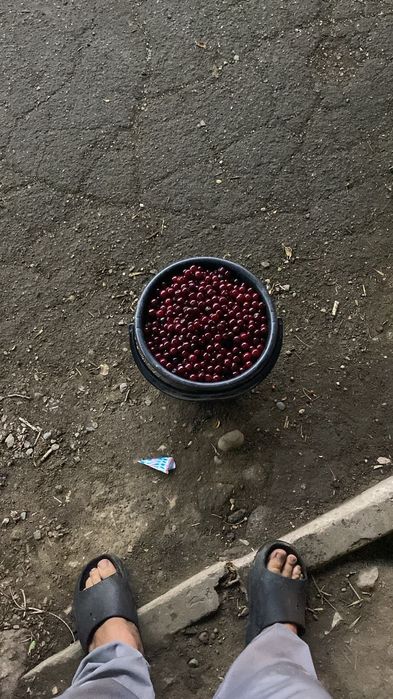 Продам домашнюю вишню
