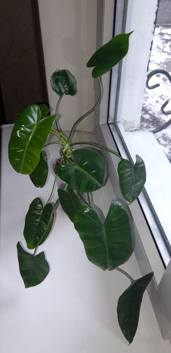 Филодендрон Бурле макс зеленый