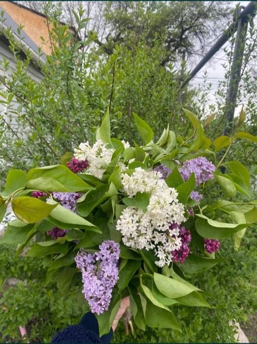 Букеты из свежей сирени