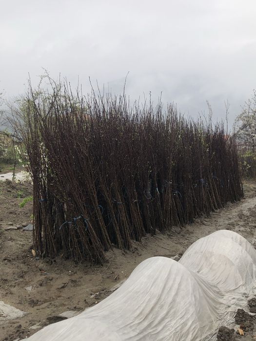 Овощен посадъчен материал