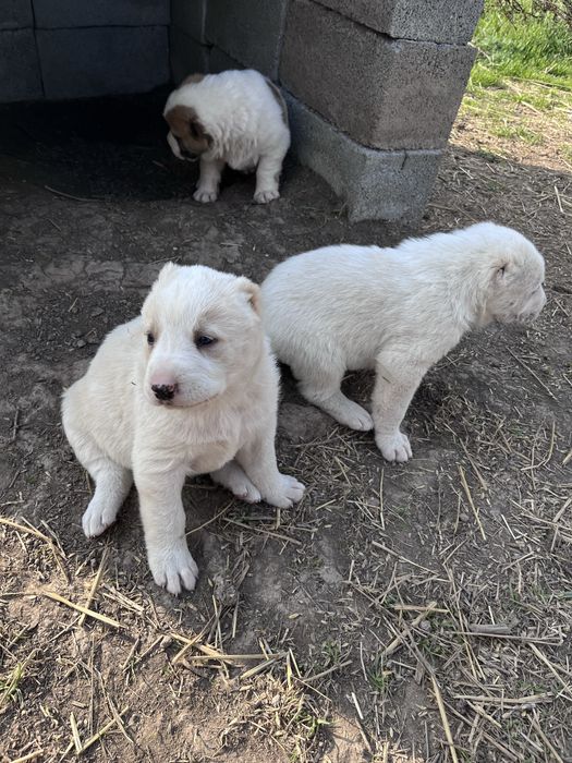 Алабай кушык