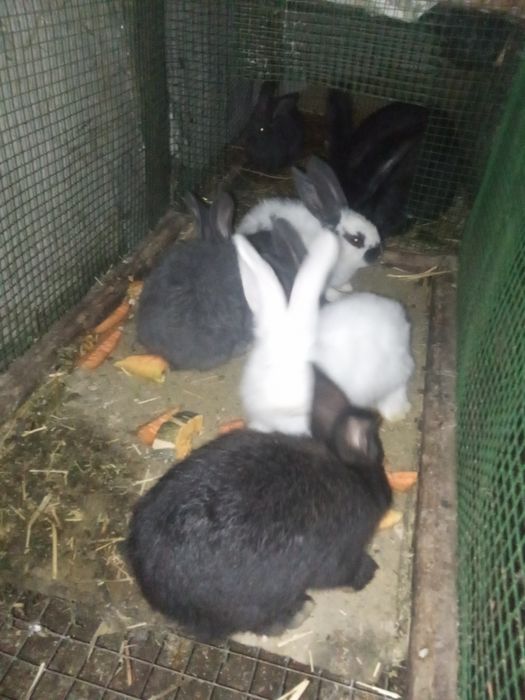 Flander samka quyon bolalari sotiladi